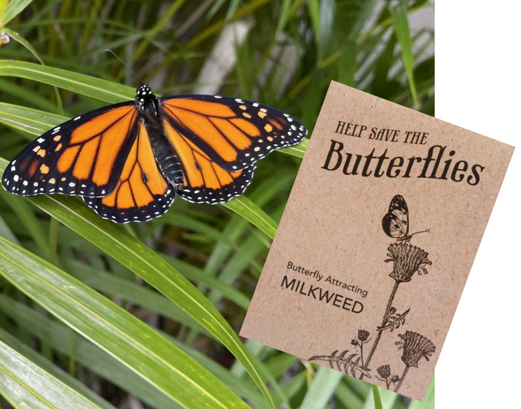 Monarch Butterfly Image
